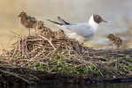 Mouette rieuse