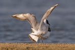 Mouette rieuse