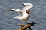 Mouette rieuse