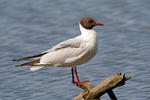 Mouette rieuse