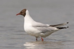 Mouette rieuse