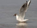 Mouette rieuse