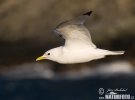 Mouette tridactyle