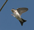 Murhirundo