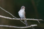 Muscicapa striata