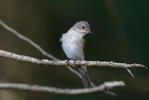 Muscicapa striata