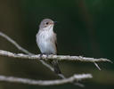 Muscicapa striata