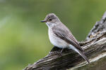 Muscicapa striata