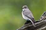 Muscicapa striata