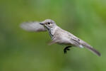 Muscicapa striata