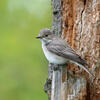 Muscicapa striata