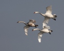 Mute Swan