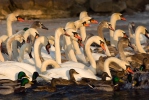 Mute Swan