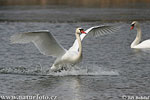 Mute Swan