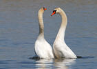 Mute Swan