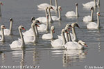 Mute Swan