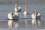 Mute Swan