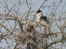 Night Heron