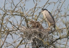 Night Heron