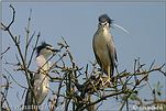 Night Heron