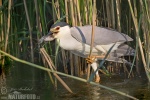 Night Heron