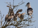 Night Heron