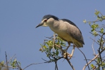 Night Heron