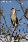 Night Heron