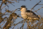 Night Heron