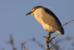 Night Heron