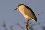 Night Heron