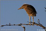 Night Heron