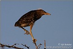 Night Heron