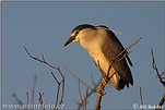 Night Heron