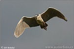 Night Heron