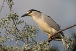 Night Heron