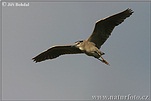 Night Heron