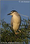 Night Heron