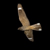 Nightjar