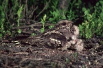 Nightjar