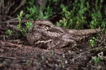 Nightjar