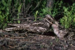 Nightjars or Goatsuckers (Caprimulgiformes)