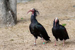 Northern Bald Ibis