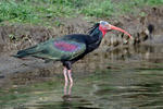 Northern Bald Ibis