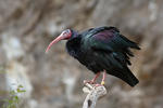 Northern Bald Ibis