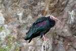 Northern Bald Ibis