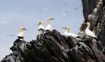 Northern Gannet