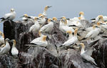 Northern Gannet