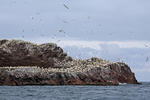 Northern Gannet