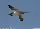 Northern Gannet